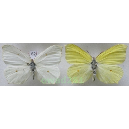 Gonepteryx rhamni (Linnaeus, 1758) pair Poland62f